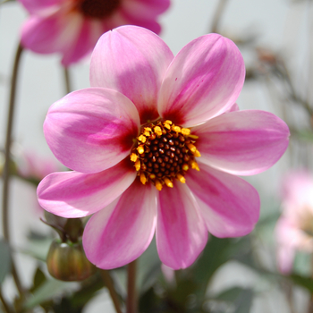 Dahlia 'Candy Eyes'