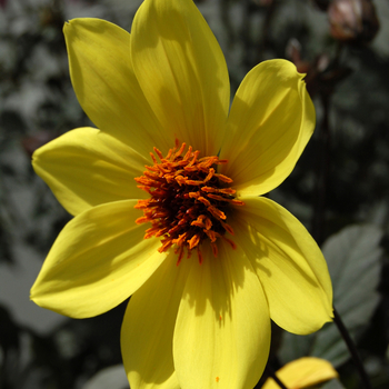 Dahlia 'Knockout' 