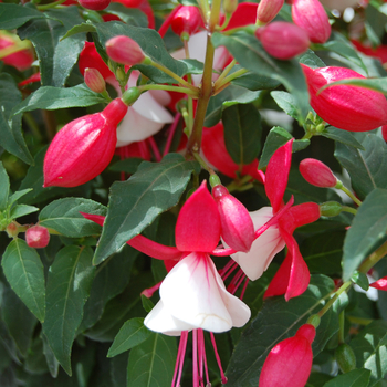 Fuchsia 'Ernie' 