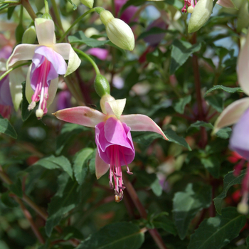 Fuchsia 'Hillary' 