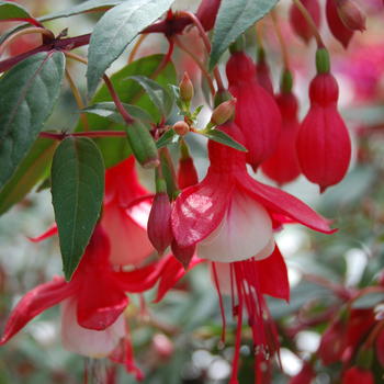 Fuchsia 'Hot Pink and White' 