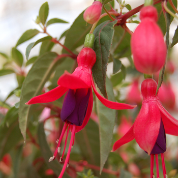 Fuchsia Sunbeam® 'Hot Rose and Dark Purple'