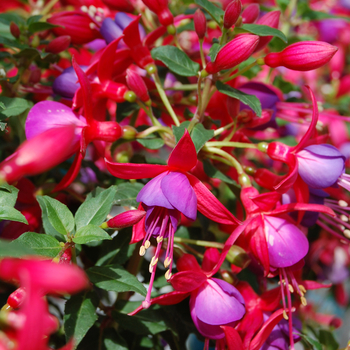 Fuchsia 'Rocky' 