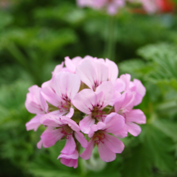 Pelargonium capitatum 'Attar of Roses' 