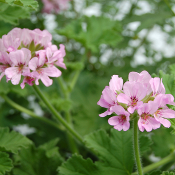 Pelargonium capitatum 'Attar of Roses'