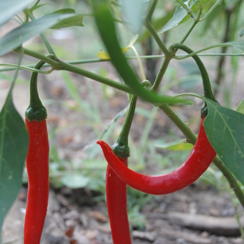 Capsicum annuum 'Cayenne Long Thin' 