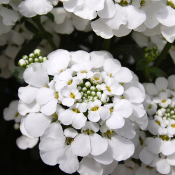 Iberis sempervirens 'Masterpiece'