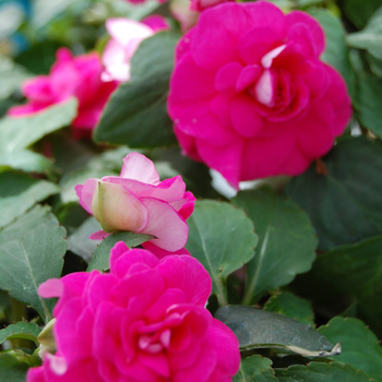 Impatiens walleriana 'Double Just Must Compact Rose'