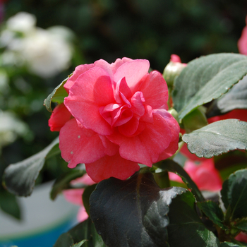 Impatiens walleriana 'Double Just Must Neon Salmon' 