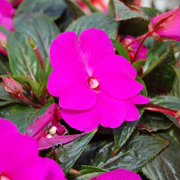 Impatiens hawkerii Paradise® 'Logia'