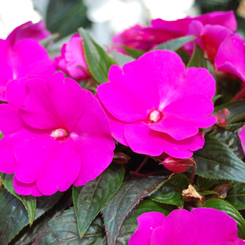 Impatiens hawkerii 'Logia' 