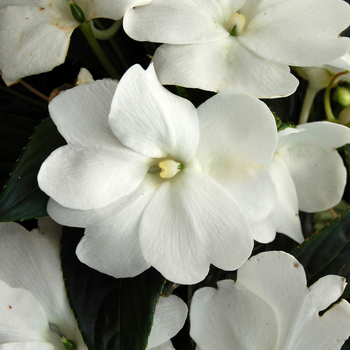 Impatiens hawkerii Paradise® 'Moorea'