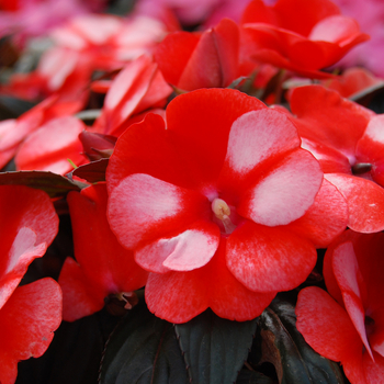 Impatiens hawkerii 'Orange Neptis' 