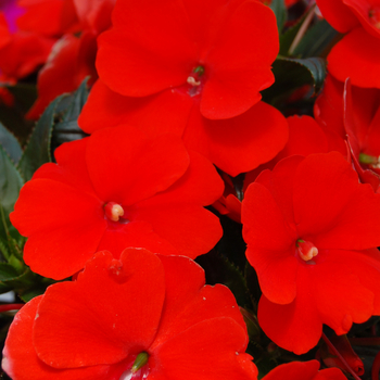 Impatiens hawkerii 'Trevor' 