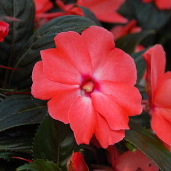 Impatiens 'Tropix® Orange'