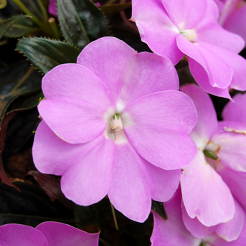 Impatiens 'Tropix® Lilac' 