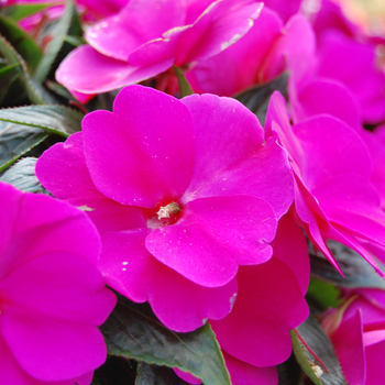 Impatiens 'Tropix® Violet'