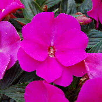 Impatiens 'Tropix® Violet' 