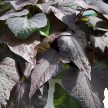 Ipomoea batatas 'Ace of Spades' 