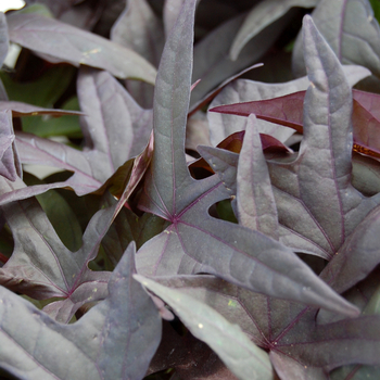 Ipomoea batatas 'Bright Ideas Black' 