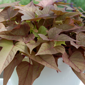 Ipomoea batatas 'Bright Ideas Rusty Red' 