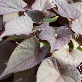 Ipomoea batatas 'Chillin® Blackberry Heat' 