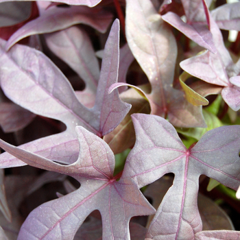 Ipomoea batatas 'Chillin® Blackberry Star' 