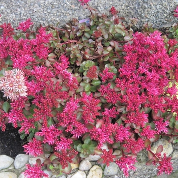 Sedum spurium 'Ruby Mantle' 