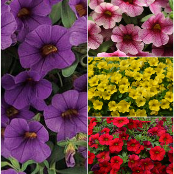 Calibrachoa Cabaret® 'Multiple Varieties' (048423)