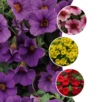 Calibrachoa 'Multiple Varieties' 