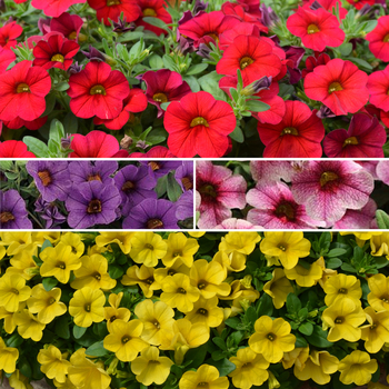 Calibrachoa Cabaret® 'Multiple Varieties'