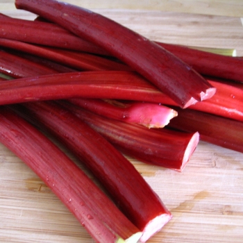 Rheum rhabarbarum 'Crimson Cherry' 