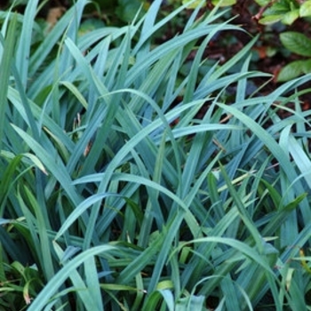 Carex flaccosperma