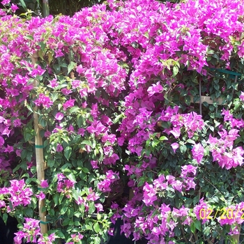 Bougainvillea 