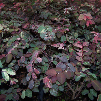 Breynia disticha 'Roseo-picta' 