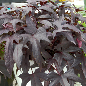 Ipomoea batatas 'Desana® Maple' 