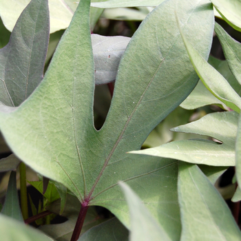 Ipomoea batatas 'Desana® Red' 