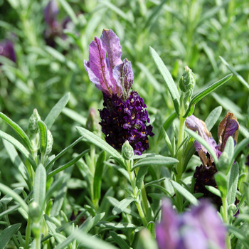 Lavandula stoechas 'Bella Purple' 