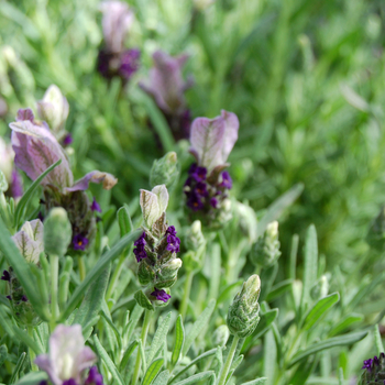 Lavandula stoechas 'Bella Rouge'