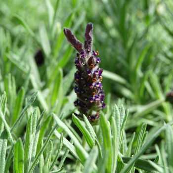 Lavandula stoechas 'Blue Star' 