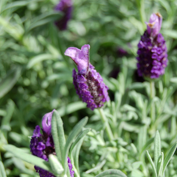 Lavandula stoechas 'Devonshire Compact Purple'