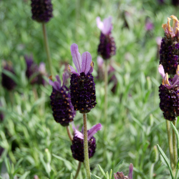 Lavandula stoechas 'Fat Head' 