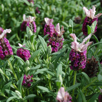 Lavandula stoechas 'Kew Red'