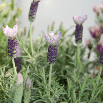 Lavandula stoechas 'La Vela Pink' 