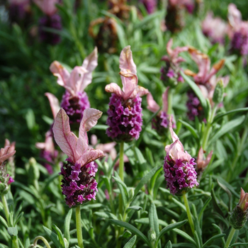 Lavandula stoechas 'Lace Winter' 