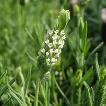 Lavandula stoechas 'Lemon Leigh' 