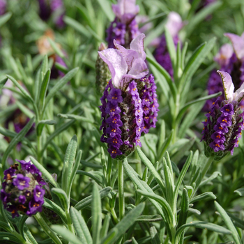 Lavandula stoechas 'Lilac Wings' 