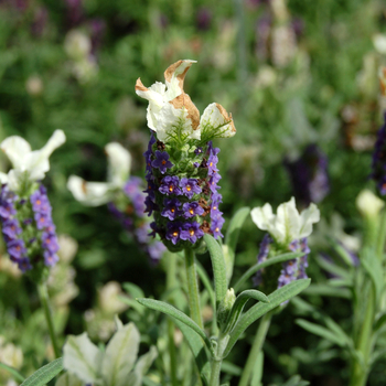 Lavandula stoechas 'Little Bee™ Blue White'