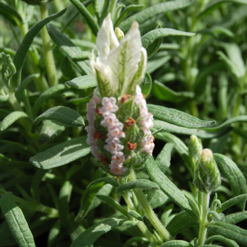 Lavandula stoechas 'Little Bee™ Cream'