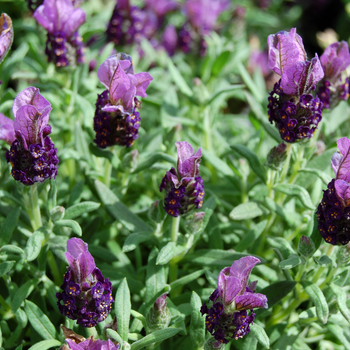 Lavandula stoechas 'Little Bee™ Deep Purple' 